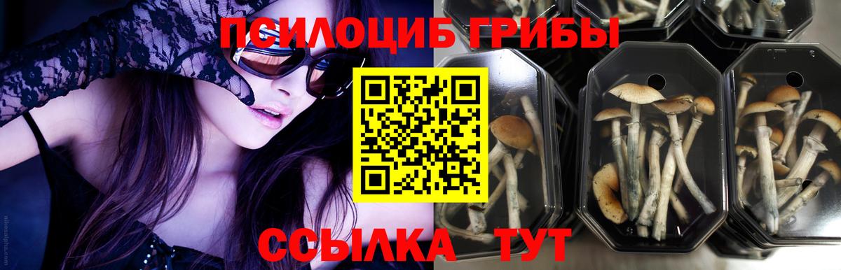 Псилоцибиновые грибы мицелий  Псилоцибиновые грибы Cubensis  Вход с VPN  Усолье-Сибирское 